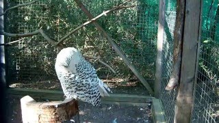 Snow Owl Nyctea scandiaca [upl. by Eruot]