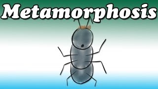 Metamorphosis by Franz Kafka Summary and Review  Minute Book Report [upl. by Ayekan369]