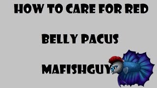 How To Care For Red Belly Pacus [upl. by Varney48]