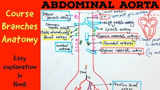 ABDOMINAL AORTA  Gross anatomy Branches Course  Hindi [upl. by Nilesoy]