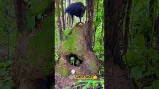 birds birdslover nature jungle shortvideo shorts [upl. by Edmanda]