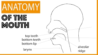 Anatomy of the Mouth [upl. by Niarfe]