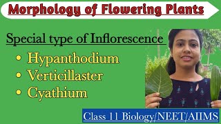 Special Type of InflorescenceHypanthidium Verticillaster CyathiumMorphology of Flowering Plants [upl. by Jerrilyn]