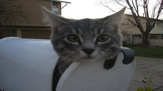 Cats Waits For The Mailman  Cat VS The Mailman Video Compilation [upl. by Urbain]