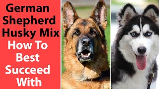 German Shepherd Husky Mix How to Best Succeed With [upl. by Nazario]