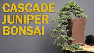 Cascade Bonsai  Juniper Refinement amp Creating Depth [upl. by Yrome]