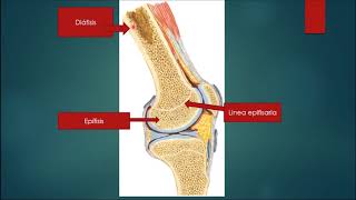 GENERALIDADES DE OSTEOLOGIA Y ARTROLOGIA [upl. by Uphemia802]