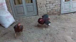 Chicken mating sound  Rooster hen mating  Chatter birds [upl. by Eleumas370]