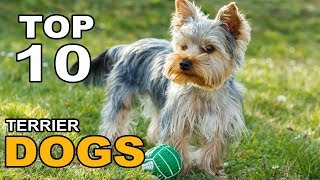 Top 10 Terrier Dog Breeds [upl. by Baily728]