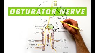 Obturator Nerve  Anatomy Tutorial [upl. by Aken]