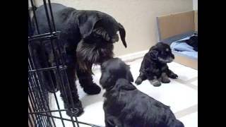 Miniature Schnauzer Puppies  4 weeks [upl. by Nanette583]