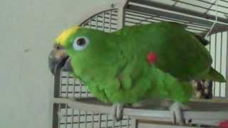 Amazon Parrot Sings Opera Pavarotti [upl. by Gershon571]