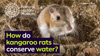 How do kangaroo rats conserve water  Surprising Science [upl. by Nnaeirual895]