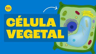 CÉLULA VEGETAL Estrutura e Funções [upl. by Lehcear761]