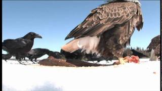 Amazing spy video of Bald Eagles eating fish on the ice of Lake Nipigon [upl. by Lear562]