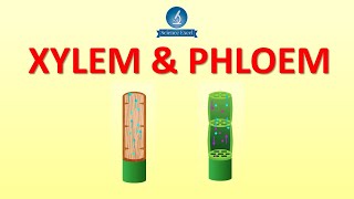 Xylem and Phloem  Science Excel [upl. by Gilges]