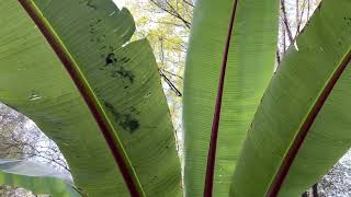 The Abyssinian Banana Ensete ventricosum [upl. by Acirahs]