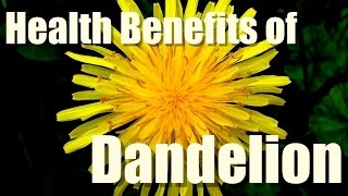 HEALTH BENEFITS OF DANDELION [upl. by Korie199]