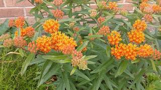 Magnificent butterfly weed in bloom [upl. by Anitnas]