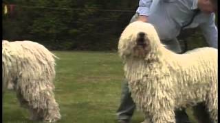 Komondor  AKC Dog Breed Series [upl. by Arola]