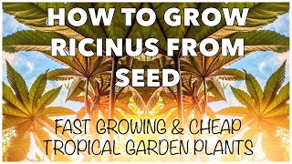 How to Grow Ricinus  Castor Oil Plants from Seed [upl. by Gilberta567]