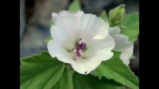 Althaea officinalis [upl. by Airahcaz556]