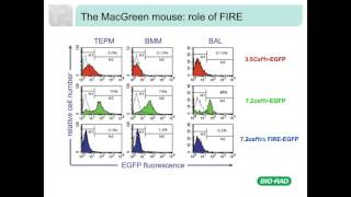 CSF1 CSF1R and Control of Macrophage Differentiation [upl. by Etaner]