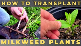 How to Transplant Milkweed [upl. by Zerk]