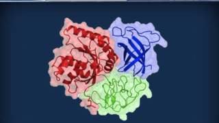 Biochimica strutturale  Proteine ed enzimi [upl. by Nottnerb]