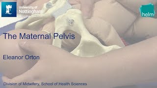 The Maternal Pelvis [upl. by Kuhlman]