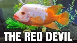 The Red Devil Cichlid  Species Spotlight [upl. by Aley420]