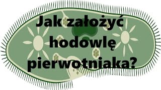 Hodowle karmowe Jak założyć hodowlę pierwotniaka [upl. by Stoffel]