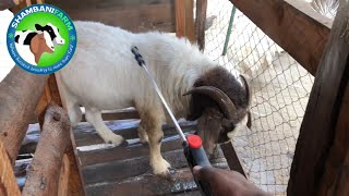 External parasites in goats  How to manage [upl. by Ingunna]