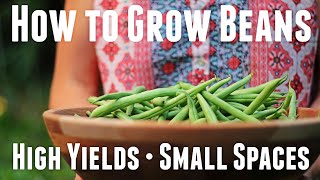 How to Grow Bush Beans  Ultimate Guide For High Yields [upl. by Sreip]