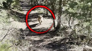 How Hiker Survived Being Stalked by a Mountain Lion [upl. by Nessy]