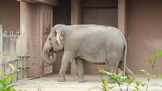 Elephants at the Japanese Zoo [upl. by Tija]