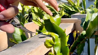 E5 How to Grow Dragon Fruit From Cutting to Fruit [upl. by Ahsenet]