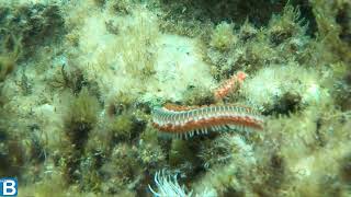 Bearded fireworm  Vermocane  Hermodice carunculata [upl. by Fannie]