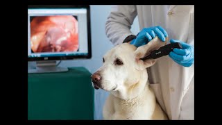 Videootoscópio veterinário sem fios DE551 [upl. by Deirdre]