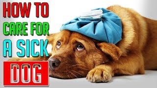 How To Care For A Sick Dog  Dog Facts [upl. by Jessica310]