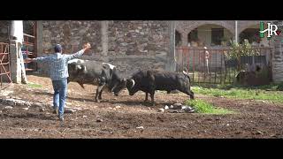 PELEA DE TOROS [upl. by Tutt]