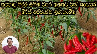 How to grow chili මිරිස් වගාව miris wagawa Harvesting of chillies for more than three years [upl. by Kolodgie492]