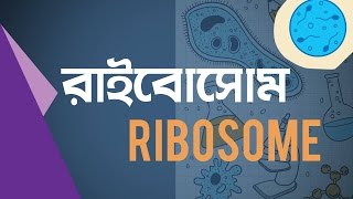 ০১০৭ অধ্যায় ১  DNA কীভাবে বৈশিষ্ট্য প্রকাশ করে How does DNA express traits  HSC [upl. by Sinnod]