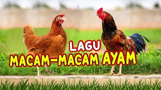 LAGU MACAMMACAM AYAM I AYAM ALE [upl. by Aihselef]