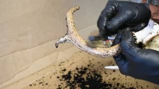 How To Restore Old Deer Antlers [upl. by Sevein406]