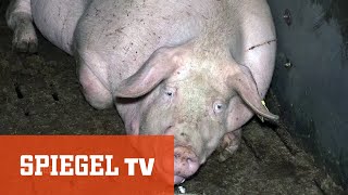 Arme Sau  Schweine für den Discounter  SPIEGEL TV [upl. by Jenness]