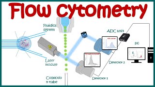 Flow cytometry  basic principles  What the use of flow cytometry   Cell sorting by FACS [upl. by Ihsoyim]