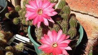 Echinopsis chamaecereus [upl. by Tnecnev]