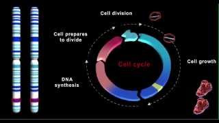 Role of cancer genes [upl. by Ahar402]