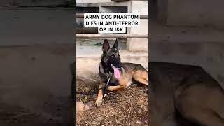 PHANTOM SACRIFICES HIS LIFE FOR NATION ❤️phantom army armylife armydogcenterakhnoorindianarmy [upl. by Northey]